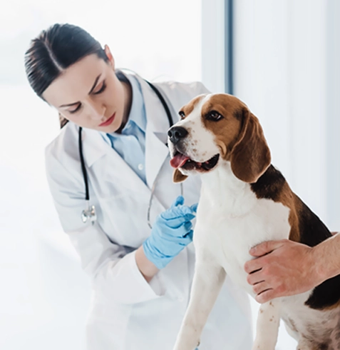 Köyceğiz Veteriner